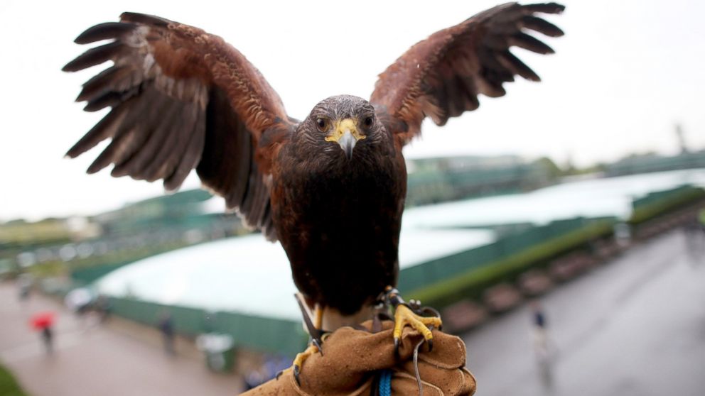 Rufus the Hawk poses for a photograph on day seven of the Wimbledon Lawn Tennis Championships at the All England Lawn Tennis and Croquet Club, July 2, 2012 in London.