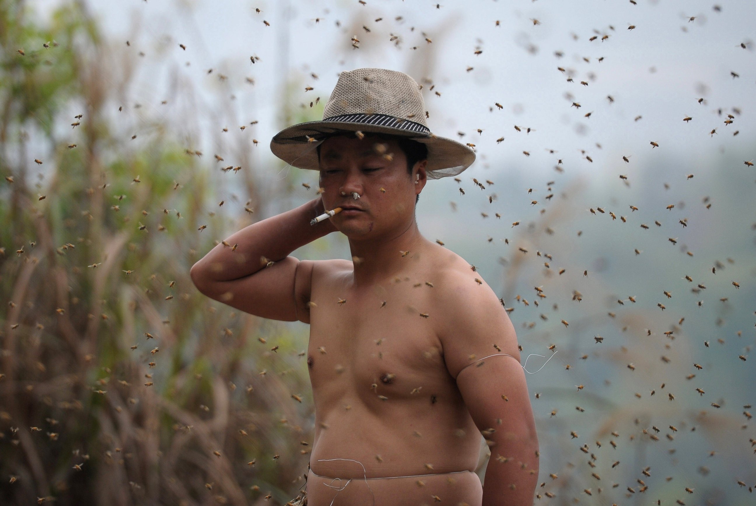 PHOTO: This picture taken on April 9, 2014 shows She Ping, a 34 year-old  local beekeeper, preparing to wear bees on a small hill in southwest China's Chongqing.