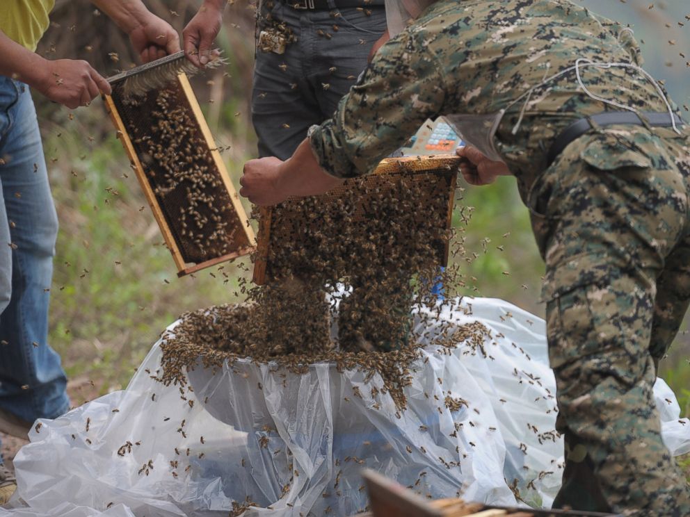 PHOTO: This picture taken on April 9, 2014 shows She Ping, center, a 34 year-old local beekeeper, preparing to wear bees on a small hill in southwest Chinas Chongqing.