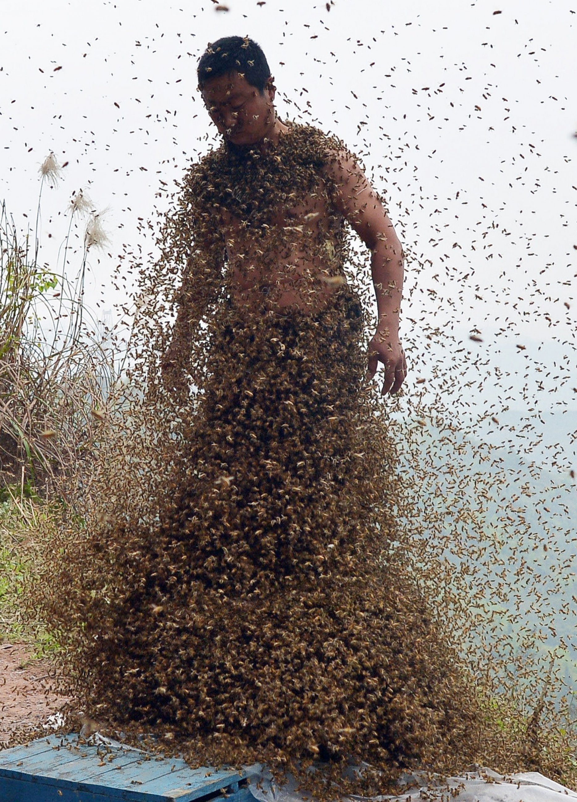 PHOTO: This picture taken on April 9, 2014 shows She Ping, a 34 year-old local beekeeper, covered with a swarm of bees on a small hill in southwest China's Chongqing.