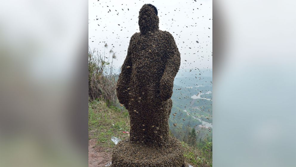 Man Dons Bee Suit Made Of 460000 Live Insects Abc News