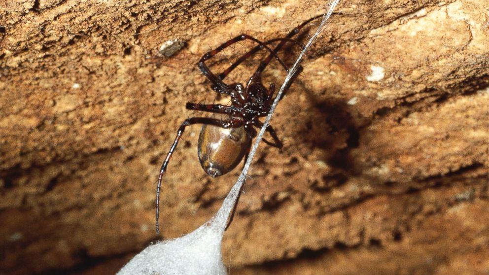 Long-jawed orb-weaving spiders, like the one pictured here, are involved in mass ballooning.
