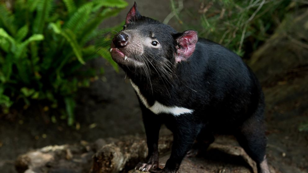 PHOTO: This file picture taken on Jan. 13, 2015 shows a Tasmanian Devil named Conrad looking out from inside his enclosure at the San Diego Zoo, California.      