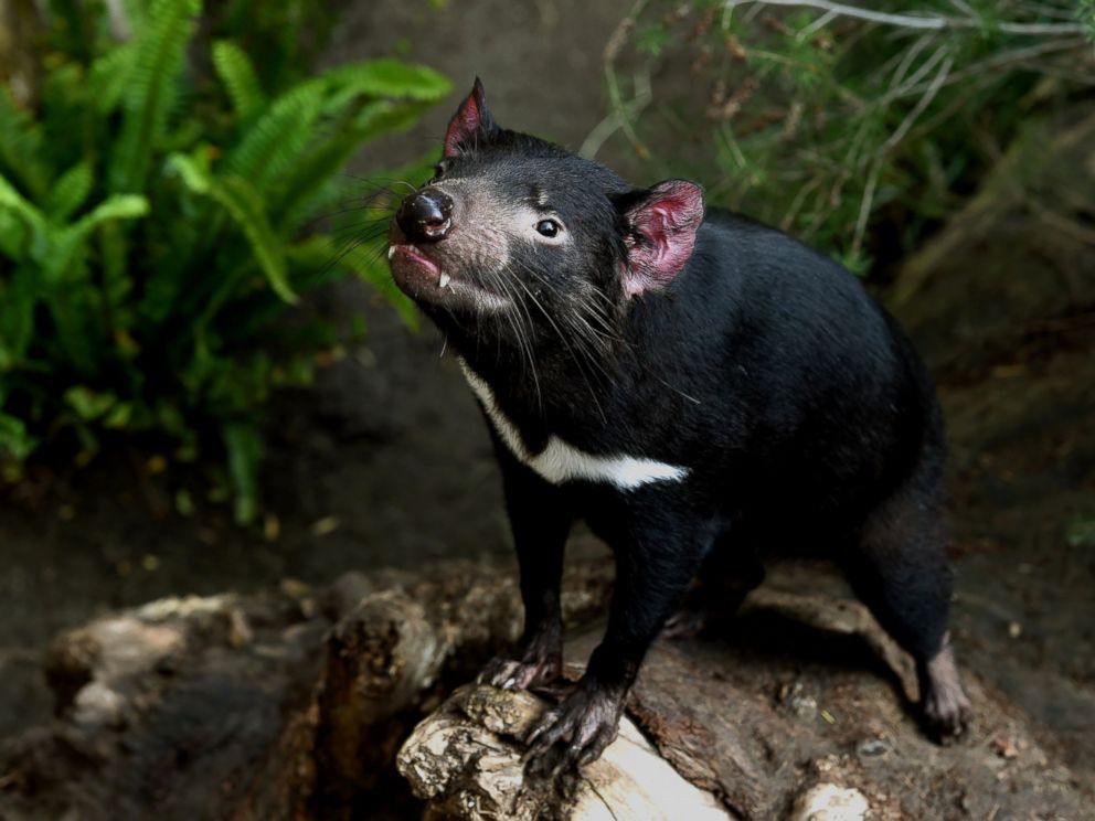 PHOTO: This file picture taken on Jan. 13, 2015 shows a Tasmanian Devil named Conrad looking out from inside his enclosure at the San Diego Zoo, California.      