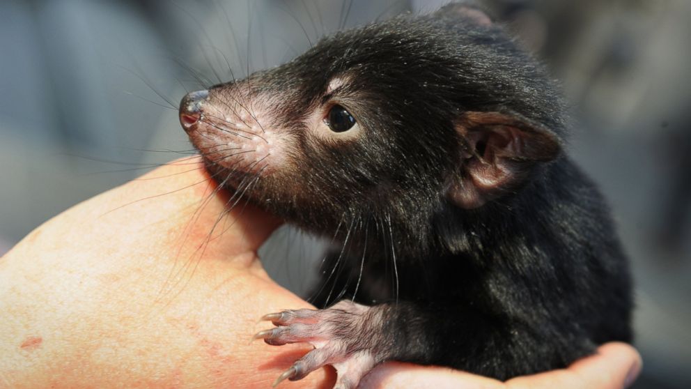 PHOTO: A Tasmanian devil is displayed by wildlife personnel at Martin Place public square in Sydney's central district as Australia's zoo and aquarium association celebrate the National Threatened Species Day, Sept. 7, 2012.