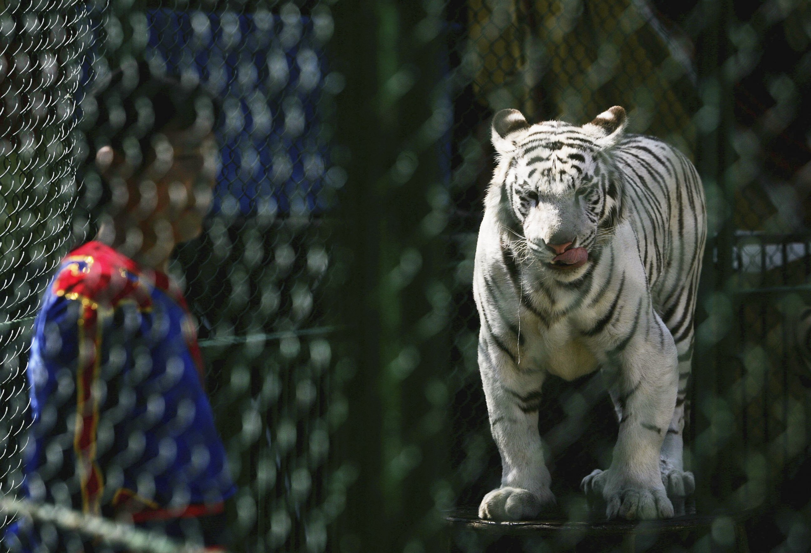 PHOTO: In this Sept. 13, 2006 file photo, a trainer tames a Bengal Tiger during circus performance at the Beijing Badaling Safari World in Beijing, China. 