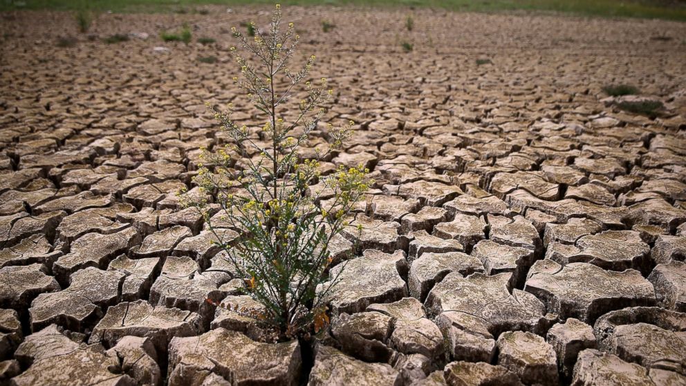 PHOTO: Weeds grow in dry cracked earth that used to be the bottom of Lake McClure, March 24, 2015, in La Grange, Calif.