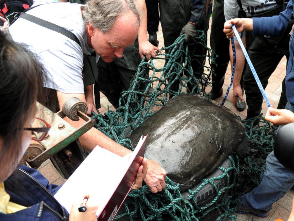 PHOTO: Animal experts and workers weight a female Rafetus swinhoei (also known as Yangtze giant softshell turtle) to receive artificial insemination at Suzhou Zoo, May 6, 2015, in Suzhou, Jiangsu province of China.