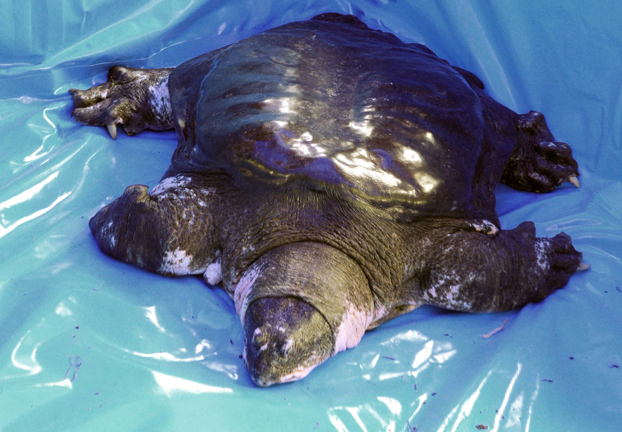 PHOTO: A male Rafetus swinhoei (also known as Yangtze giant softshell turtle) is seen after being collected sperm at Suzhou Zoo, May 6, 2015, in Suzhou, Jiangsu province of China.