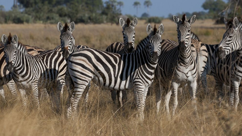 PHOTO: The plains zebra is the most common species of zebra spread across a wide geographic range from East Africa to South Africa.