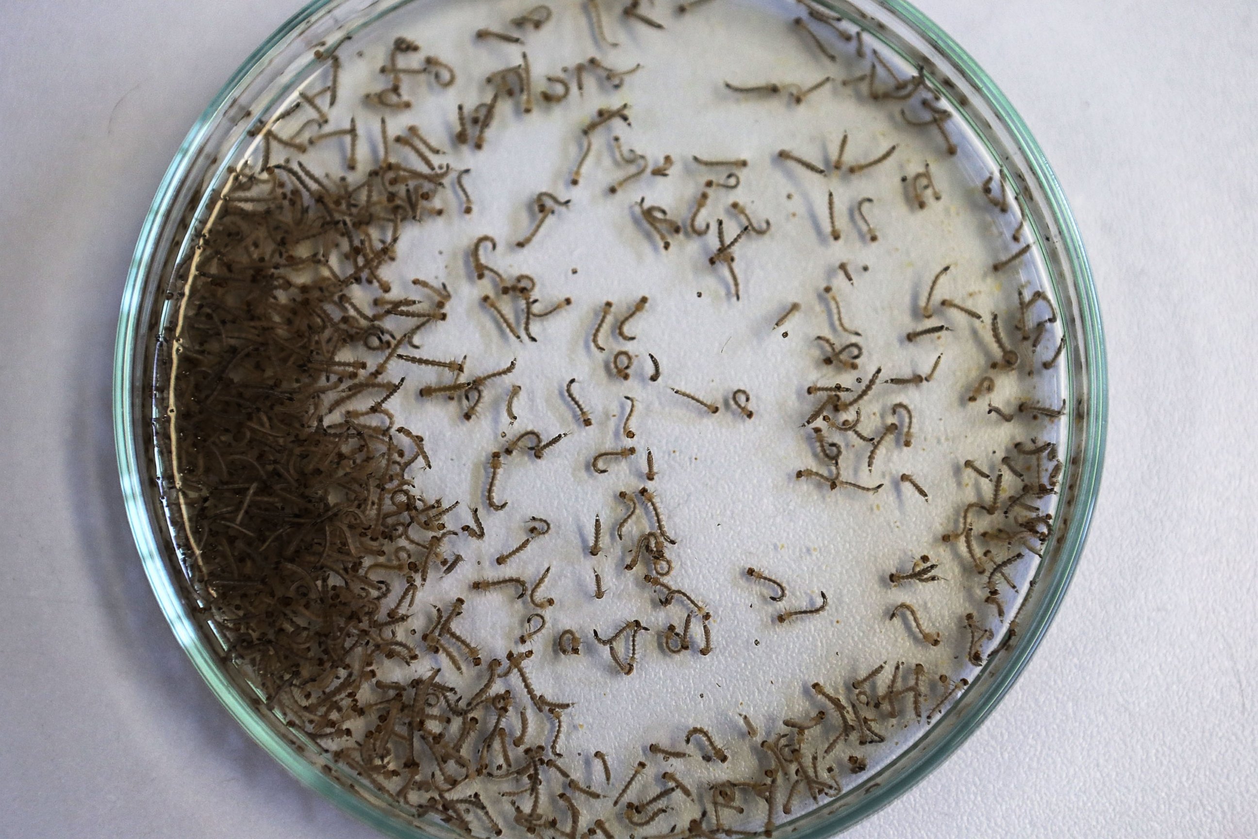 PHOTO: Aedes aegypti mosquito larvae are seen in a lab at the Fiocruz institute,  Jan. 26, 2016 in Recife, Pernambuco state, Brazil.