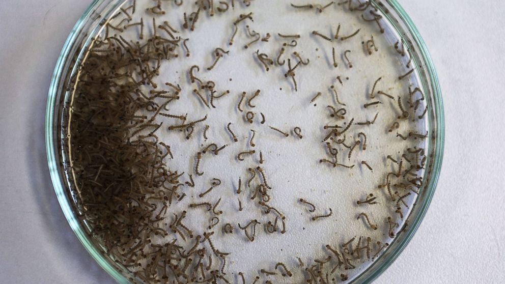 PHOTO: Aedes aegypti mosquito larvae are seen in a lab at the Fiocruz institute, Jan. 26, 2016 in Recife, Pernambuco state, Brazil.