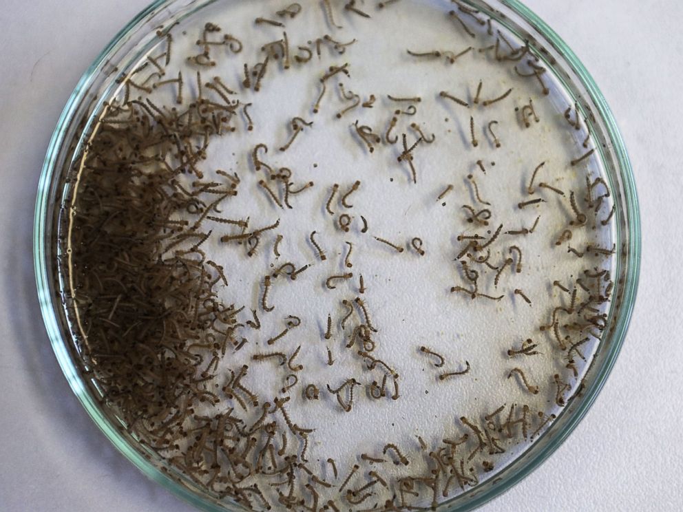 PHOTO: Aedes aegypti mosquito larvae are seen in a lab at the Fiocruz institute, Jan. 26, 2016 in Recife, Pernambuco state, Brazil.