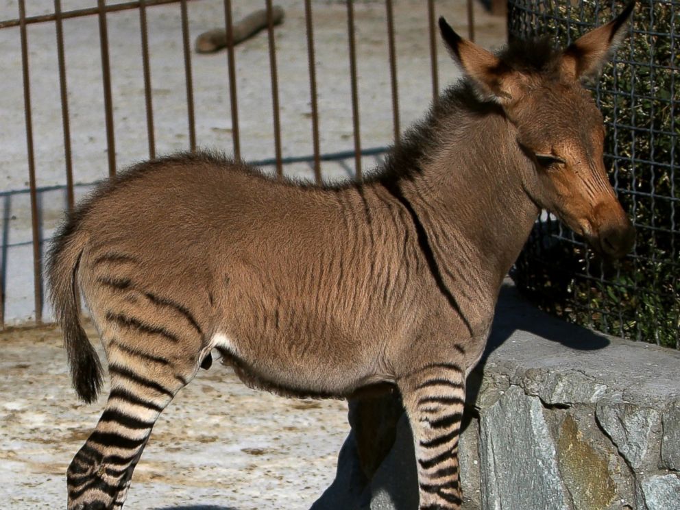 PHOTO: A hybrid of a zebra and a donkey, right, stands near his mother at the Taigan zoo park outside Simferopol, Crimea on Aug. 5, 2014.