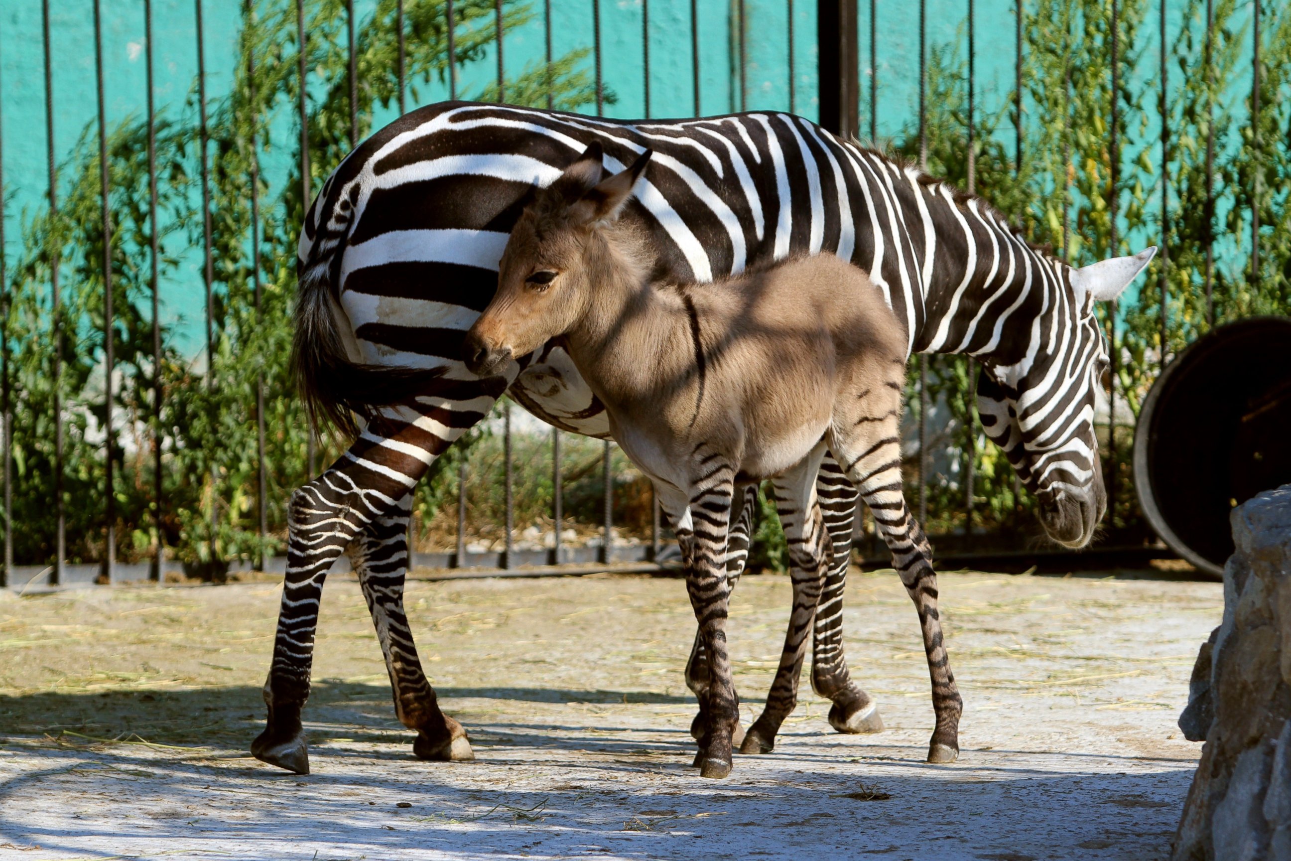 PHOTO: A hybrid of a zebra and a donkey plays with his mother at the Taigan zoo park outside Simferopol, Crimea on Aug. 5, 2014. 