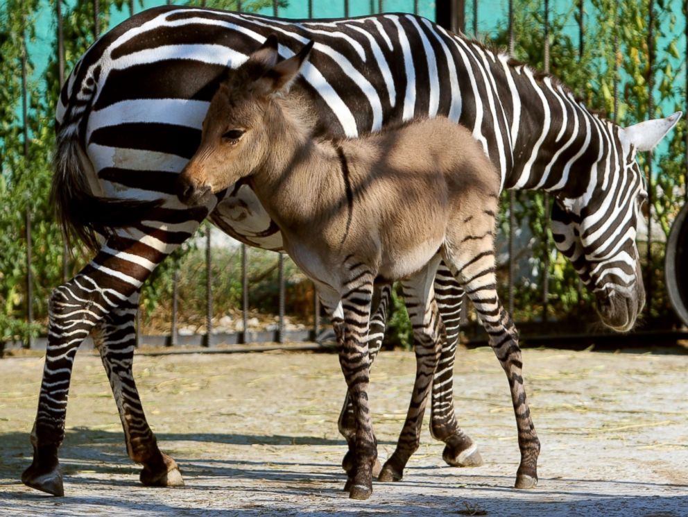 PHOTO: A hybrid of a zebra and a donkey plays with his mother at the Taigan zoo park outside Simferopol, Crimea on Aug. 5, 2014.