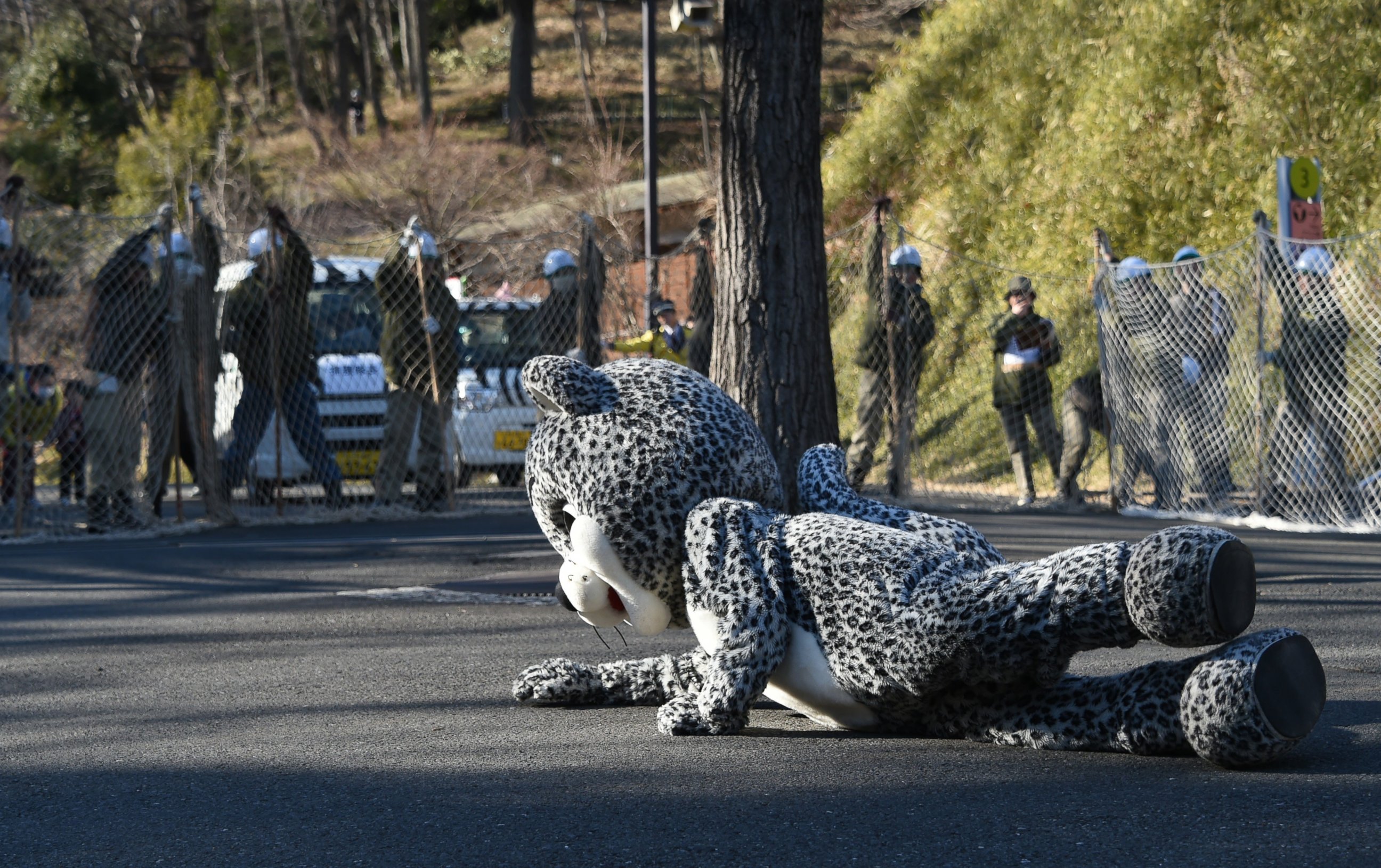 PHOTO: A zoo employee dressed in a snow leopard costume takes part in a drill to practice what to do in the event of an animal escape at the Tama zoo in Tokyo, Feb. 10, 2015.  