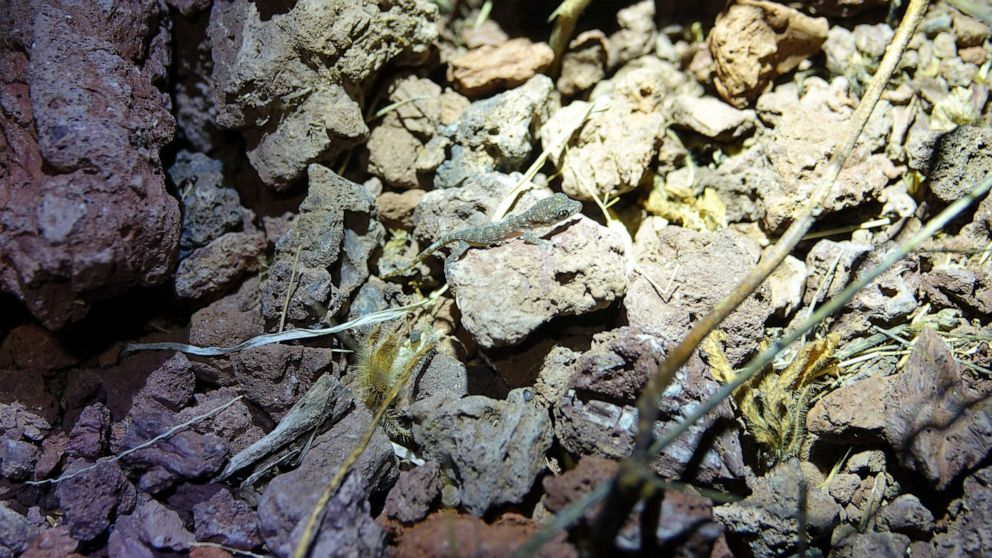 PHOTO: A healthy population of geckos, known only from subfossil records dating back more than five thousand years, have recolonized Rabida Island.