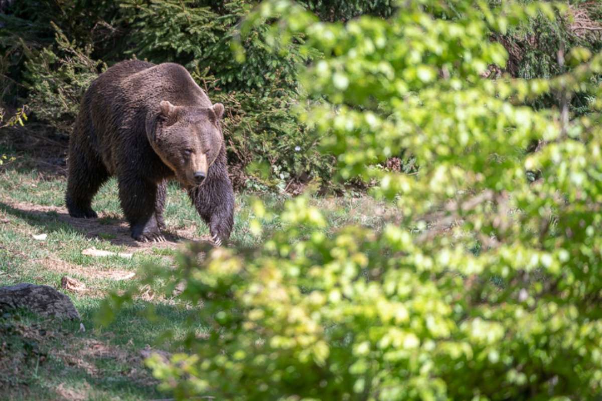 PHOTO: NEUSCHONAU, GERMANY - APRIL 27, 2018: A young bear captured playing in Bavarian Forest, on April 27, 2018 in Neuschonau, Germany. 