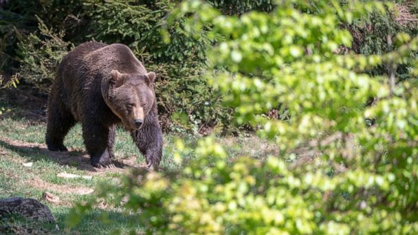 Grizzly bear kills hunter in 1st-of-its-kind attack in largest US national park