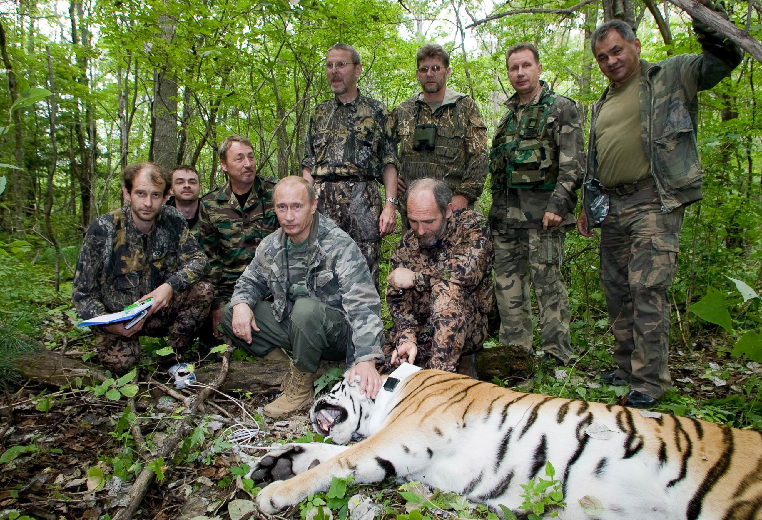 PHOTO: Vladimir Putin is seen in this undated file photo tagging a Siberian Tiger while visiting the Barabash tiger reserve, in eastern Siberia in the Amur Region of the Russian Federation.  