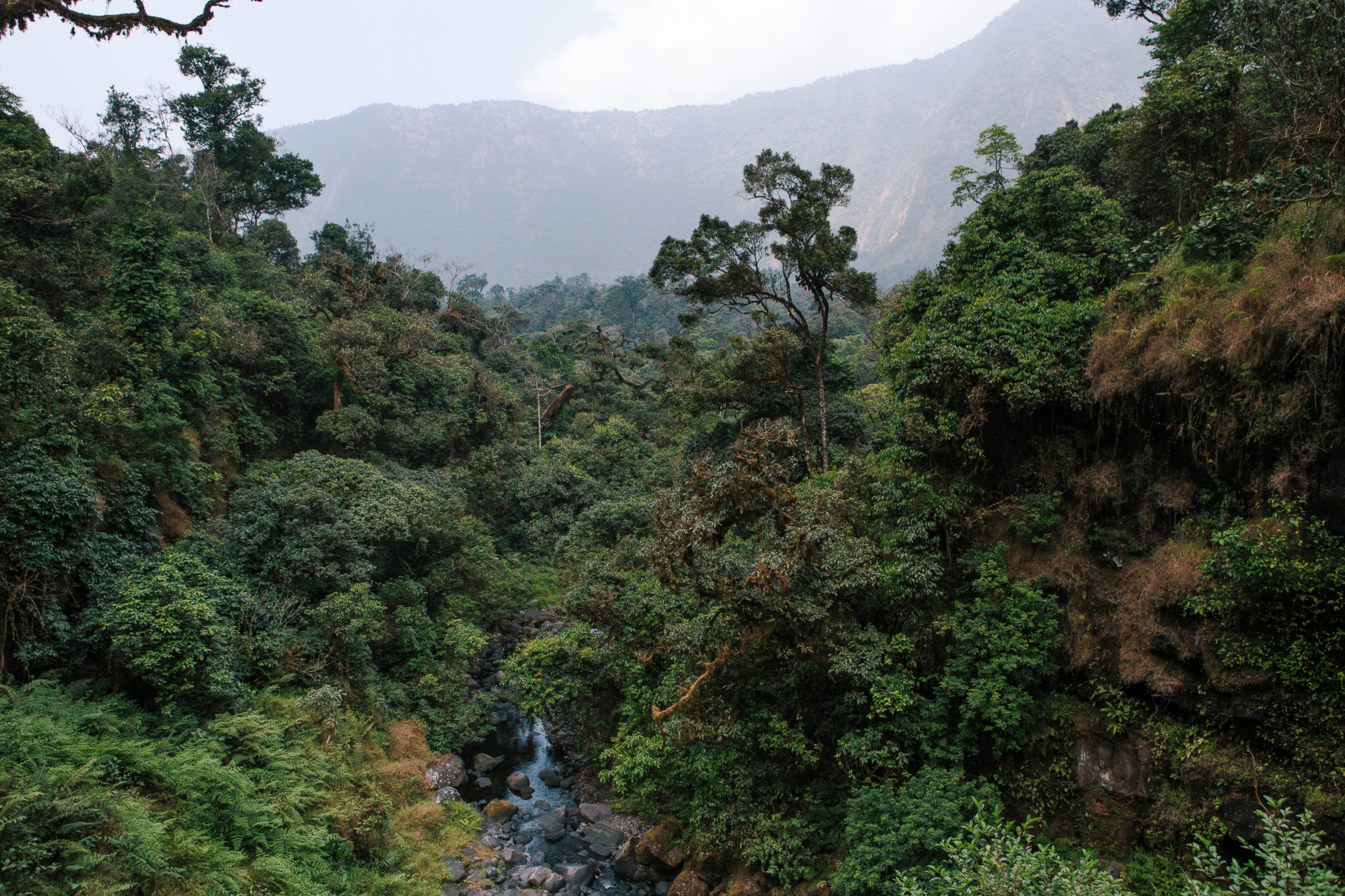 Тропические леса Папуа новая Гвинея
