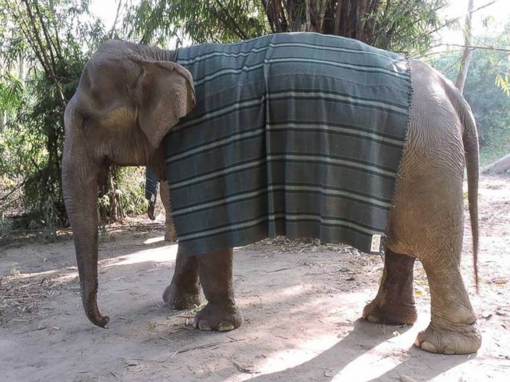 Rescued Elephants Get Giant Sweaters to Keep Them Warm During Cold