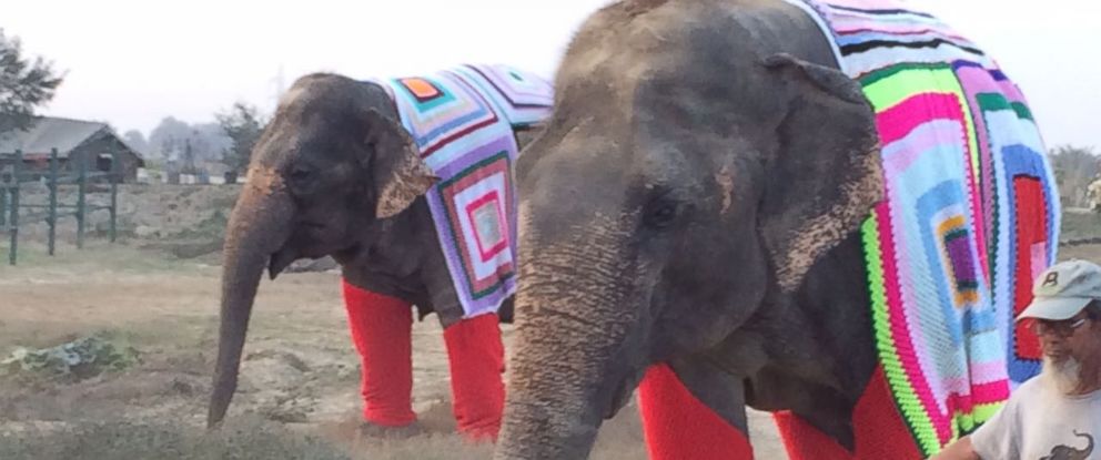 elephant jumpers