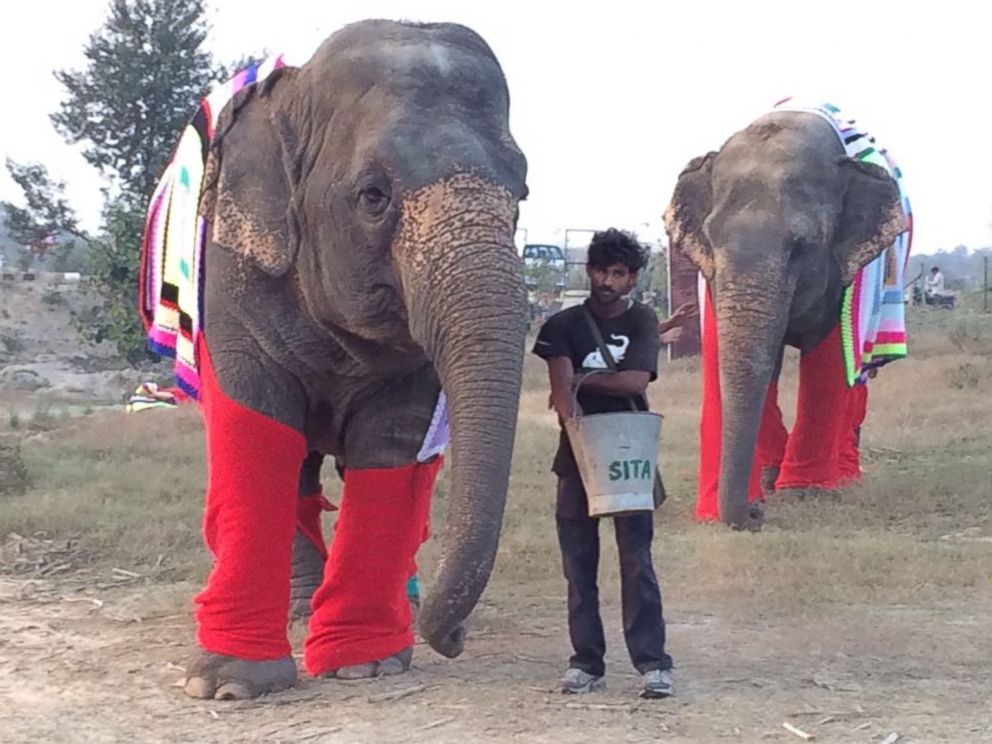 Rescued Elephants Get Giant Sweaters to Keep Them Warm During Cold