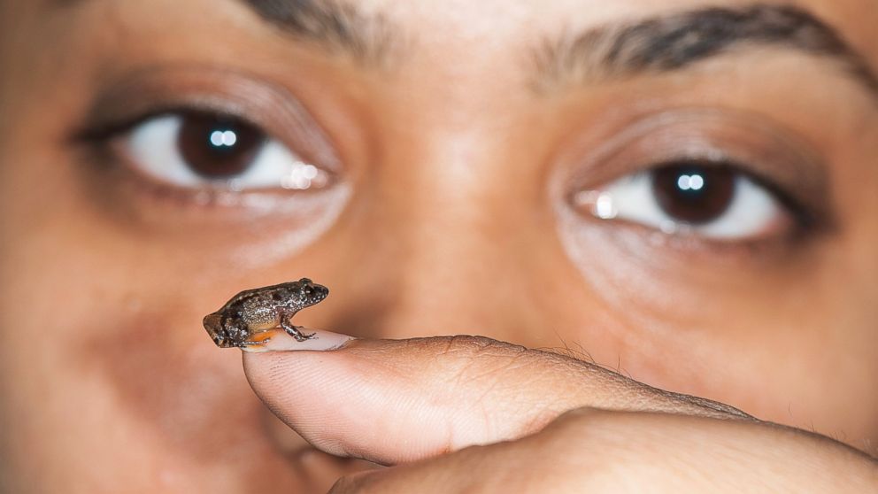 the smallest frog in the world