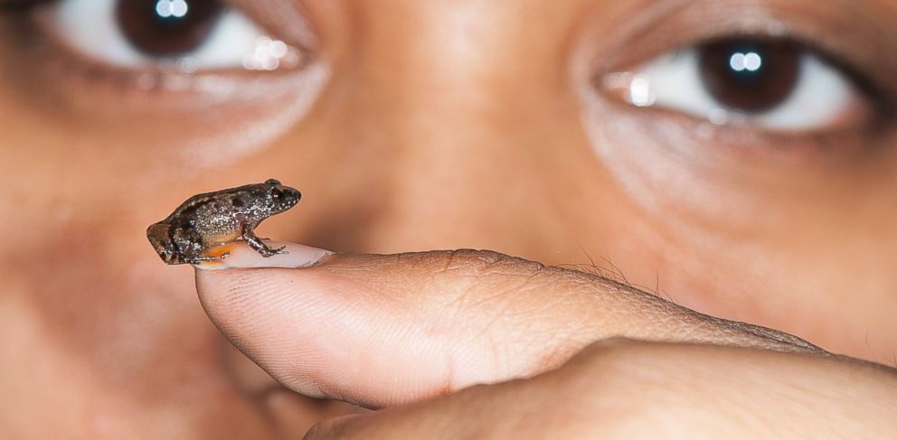 PHOTO: Vijayanâ??s Night Frog (Nyctibatrachus pulivijayani), a miniature-sized frog discovered from Agasthyamala hills in the Western Ghats, India. 