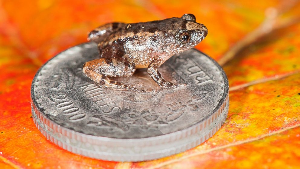 PHOTO: The Robinmooreâ??s Night Frog (Nyctibatrachus robinmoorei) sitting on the Indian five-rupee coin is one of the new species discovered from the Western Ghats mountain ranges in Peninsular India. 