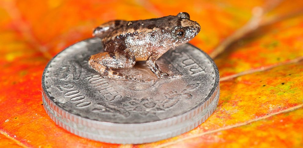 Scientists discover 4 species of tiny frogs in India - ABC News