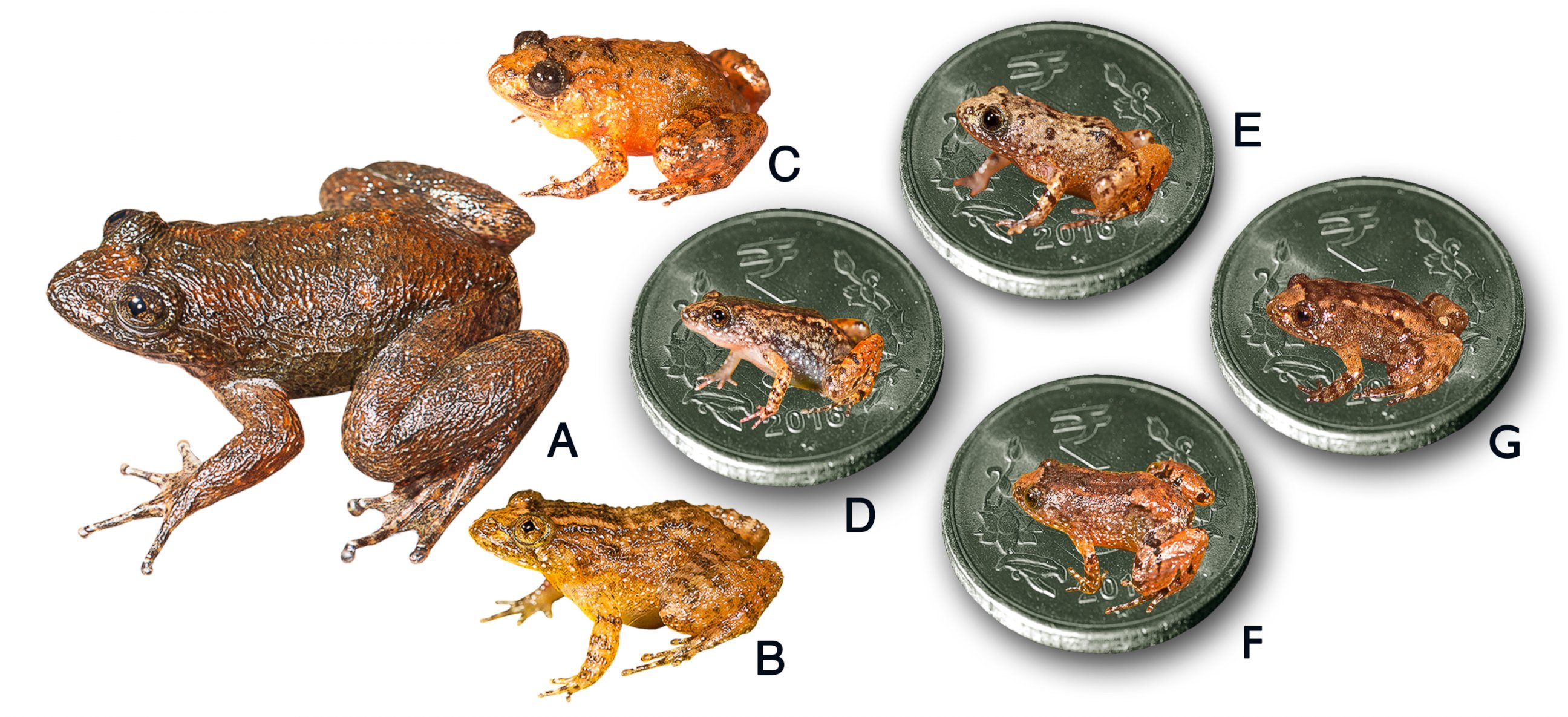 PHOTO: Seven new species discovered from the Western Ghats, India. 