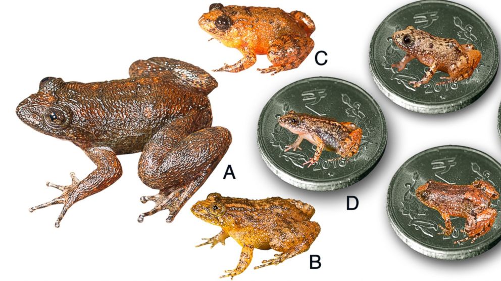 PHOTO: Seven new species discovered from the Western Ghats, India. 
