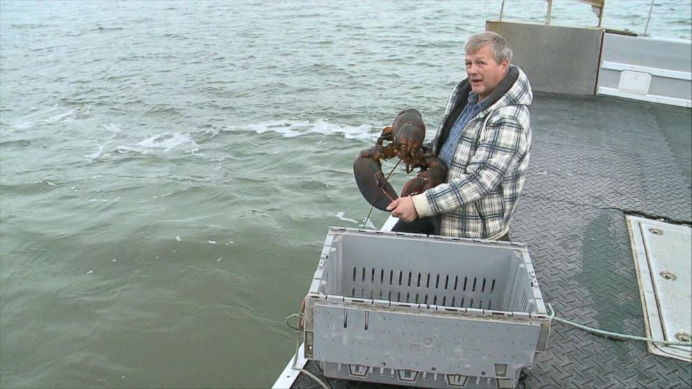 PHOTO: A lobster fisherman set King Louie free.