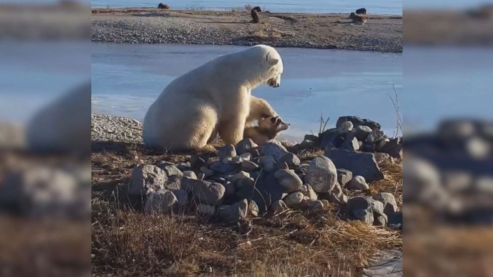 Heartwarming Video Shows Polar Bear Petting Eskimo Dog in Canada - ABC News