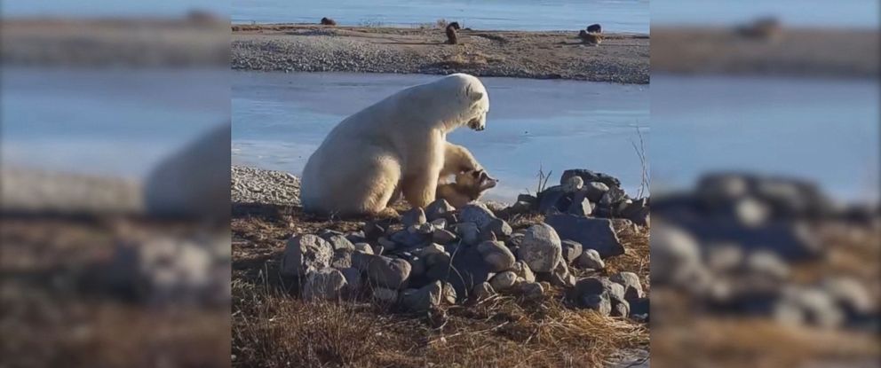 Heartwarming Video Shows Polar Bear Petting Eskimo Dog in Canada - ABC News