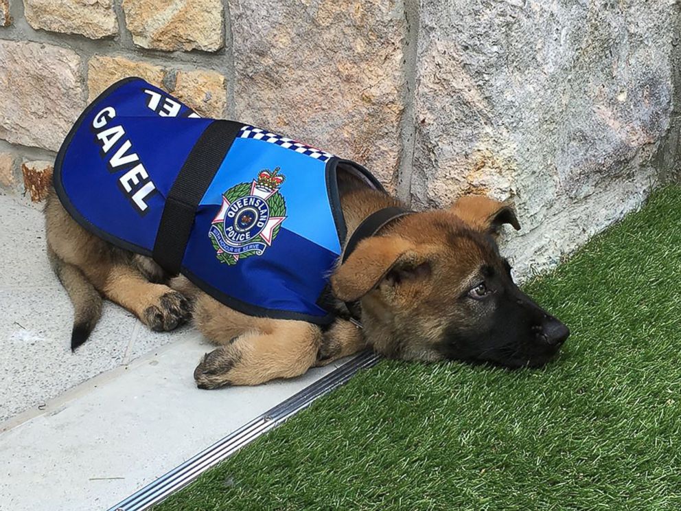 PHOTO: Gavel the German shepherd was given the job of Vice-Regal Dog to the Governor of Queensland after he flunked out of police dog academy for being too friendly.