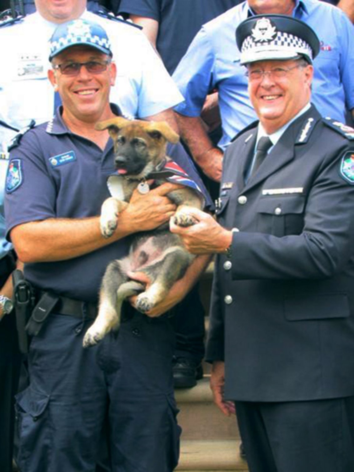 PHOTO: Gavel the German shepherd was given the job of Vice-Regal Dog to the Governor of Queensland after he flunked out of police dog academy for being too friendly.