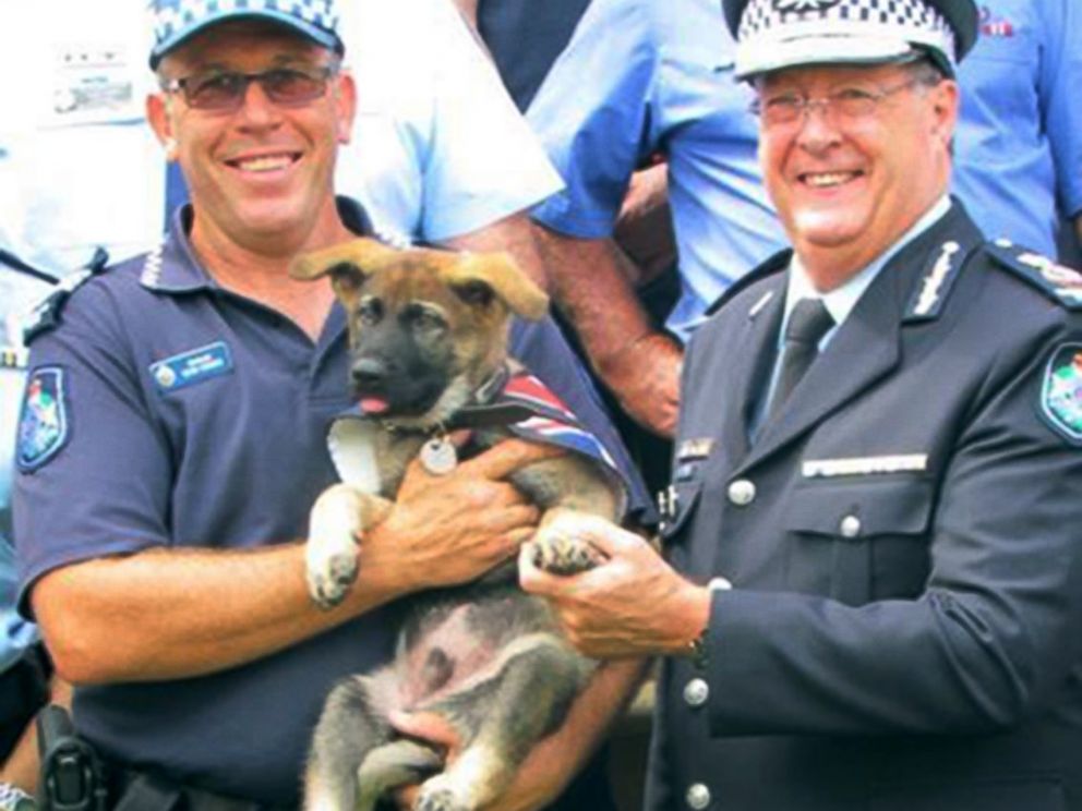 PHOTO: Gavel the German shepherd was given the job of Vice-Regal Dog to the Governor of Queensland after he flunked out of police dog academy for being too friendly.