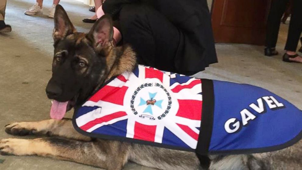 Gavel the German shepherd was given the job of Vice-Regal Dog to the Governor of Queensland after he flunked out of police dog academy for being too friendly.