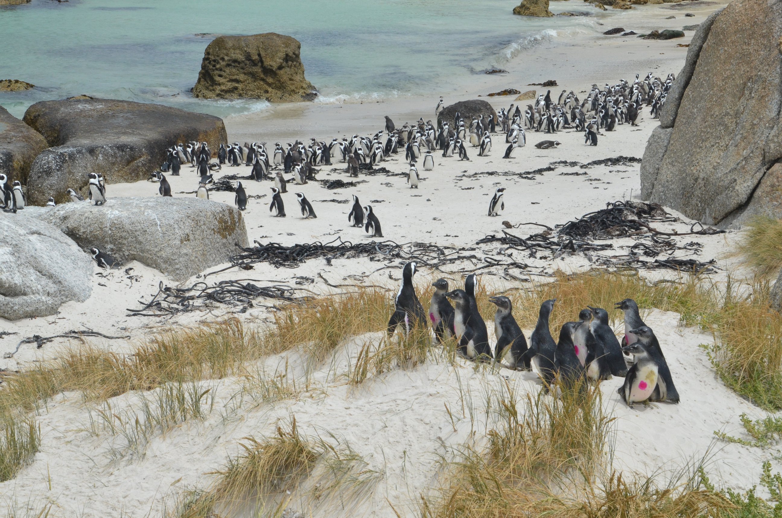 PHOTO: Throughout the months of December 2016 and January 2017, teams will be working together to admit, treat and release penguin chicks found stranded along the coast in South Africa. 