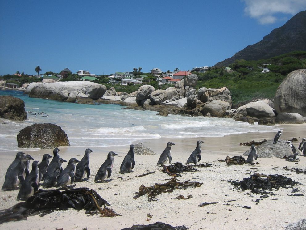 PHOTO: Throughout the months of December 2016 and January 2017, teams will be working together to admit, treat and release penguin chicks found stranded along the coast in South Africa. 