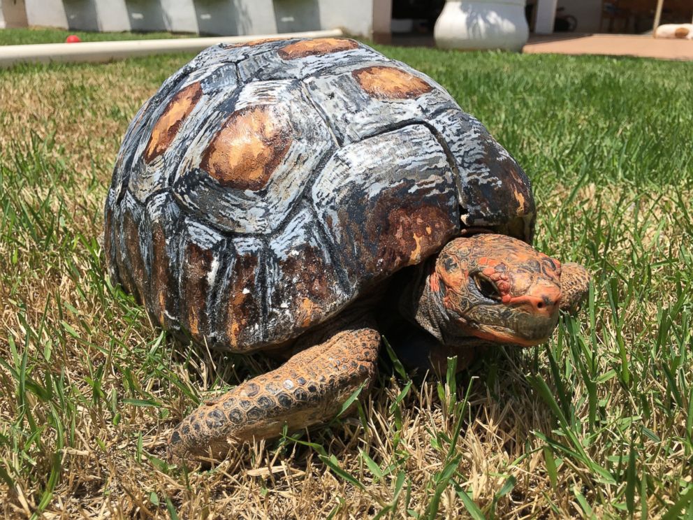 PHOTO: Freddy, a tortoise whose shell was burned in a fire, got a second chance when a Brazilian group called the Animal Avengers made her a new 3D printed custom shell. 