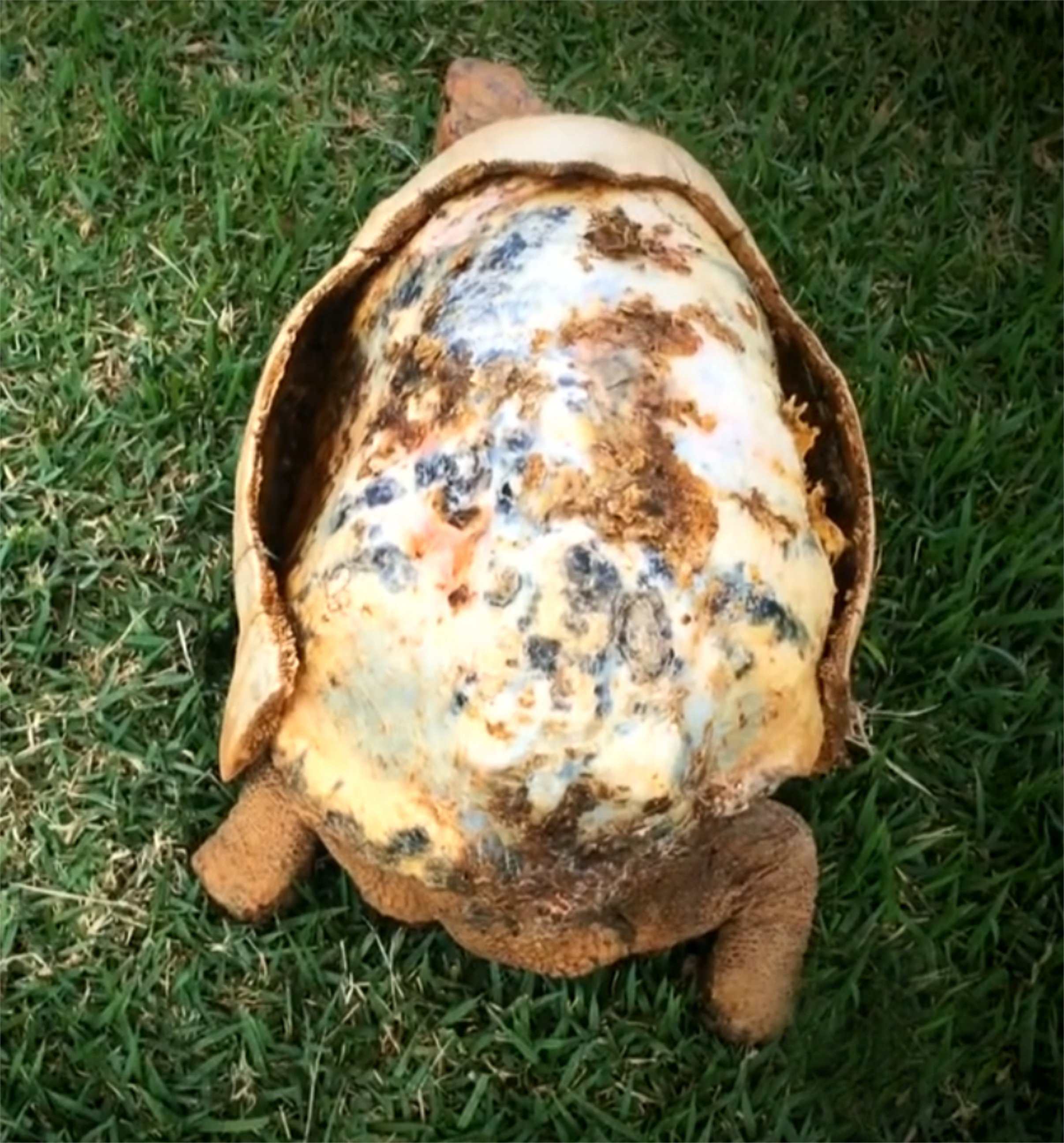 PHOTO: Freddy, a tortoise whose shell was burned in a fire, got a second chance when a Brazilian group called the Animal Avengers made her a new 3D printed custom shell. 