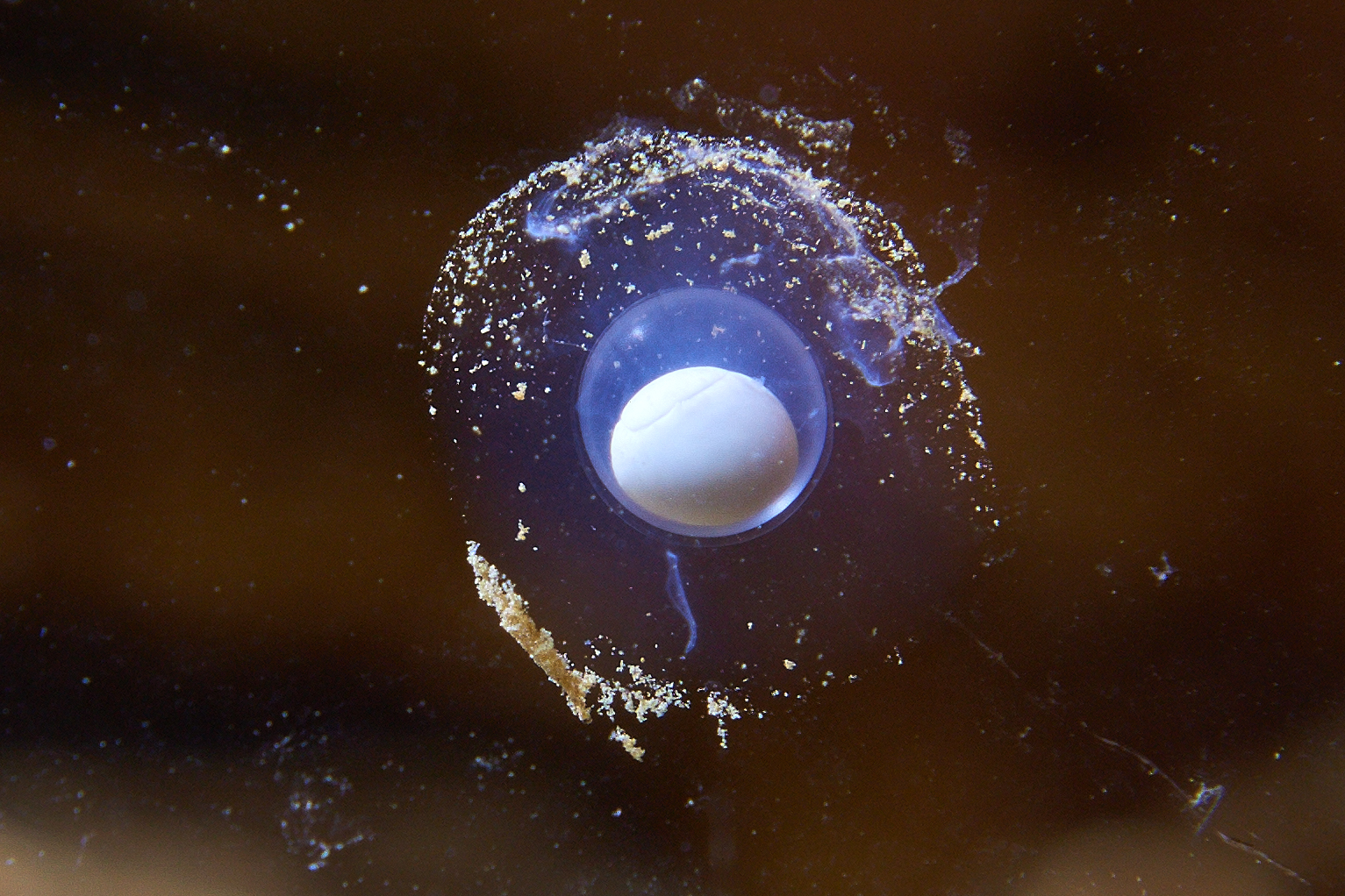 PHOTO: Scientists are awaiting the possible rare birth of olms, also known as "baby dragons," in the Postojnska Cave in Slovenia. 
