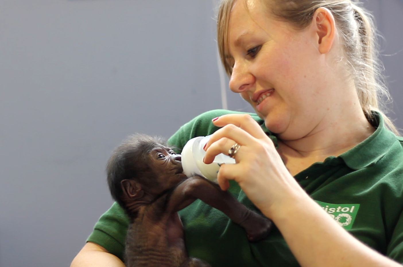 PHOTO: The baby Western lowland gorilla weighed in at 2 pounds and 10 ounces when she was born.