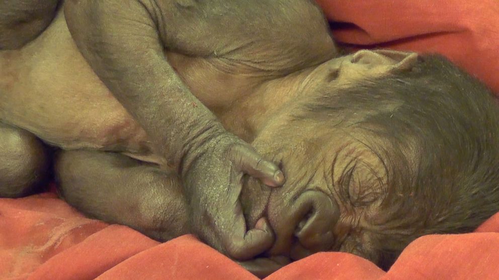 PHOTO: An 11-day-old baby female gorilla is doing well after she was delivered in a rare Cesarean birth at the Bristol Zoo in England. 