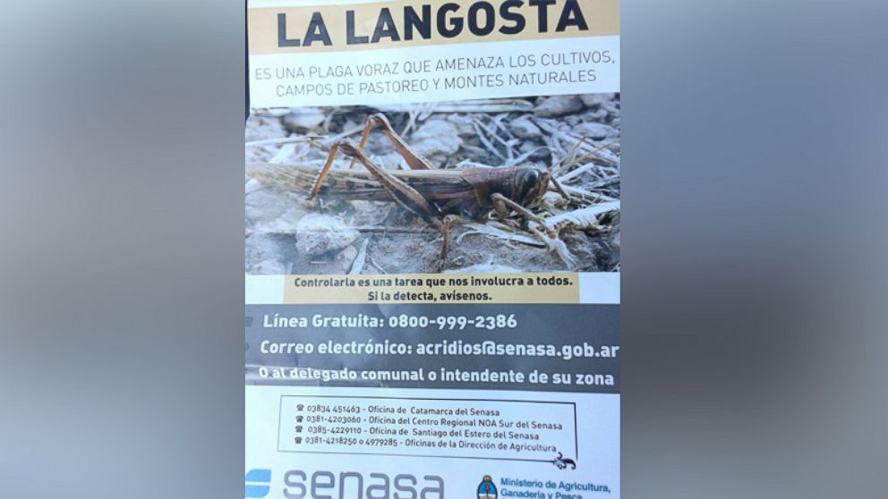 PHOTO: To combat against the locust infestation, SENASA, the government agricultural inspection agency, has created a hotline for people to call if they spot locusts in their area in this undated photo.
